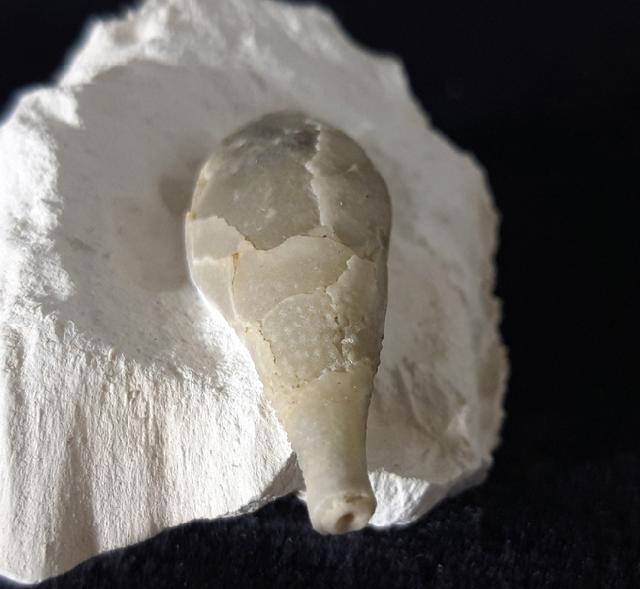 Stachel eines Tylocidaris baltica (SCHL�TER 1892) - Bild &copy; FossNet FossilienStore